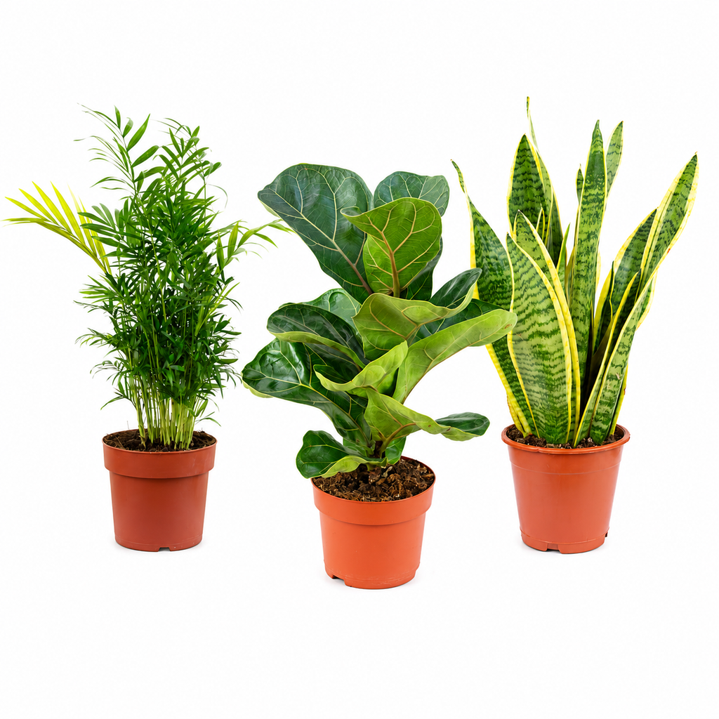 3er-Set Zimmerpflanzen Premium - Bergpalme, Geigenfeige, Bogenhanf - Höhe ca. 40 cm, Topf-Ø 12 cm
