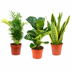 3er-Set Zimmerpflanzen Premium - Bergpalme, Geigenfeige, Bogenhanf - Höhe ca. 40 cm, Topf-Ø 12 cm