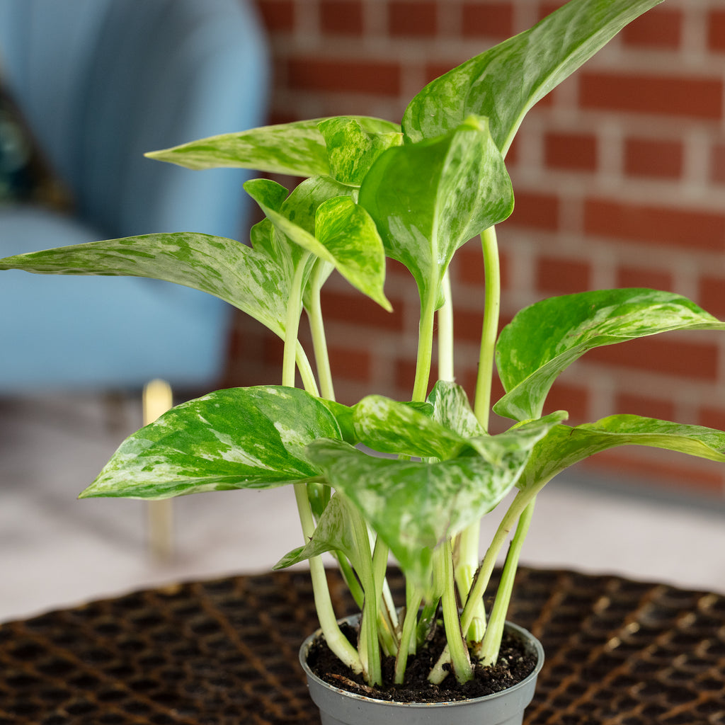 Efeutute - Epipremnum Pinnatum 'Marble Queen' - 15 cm