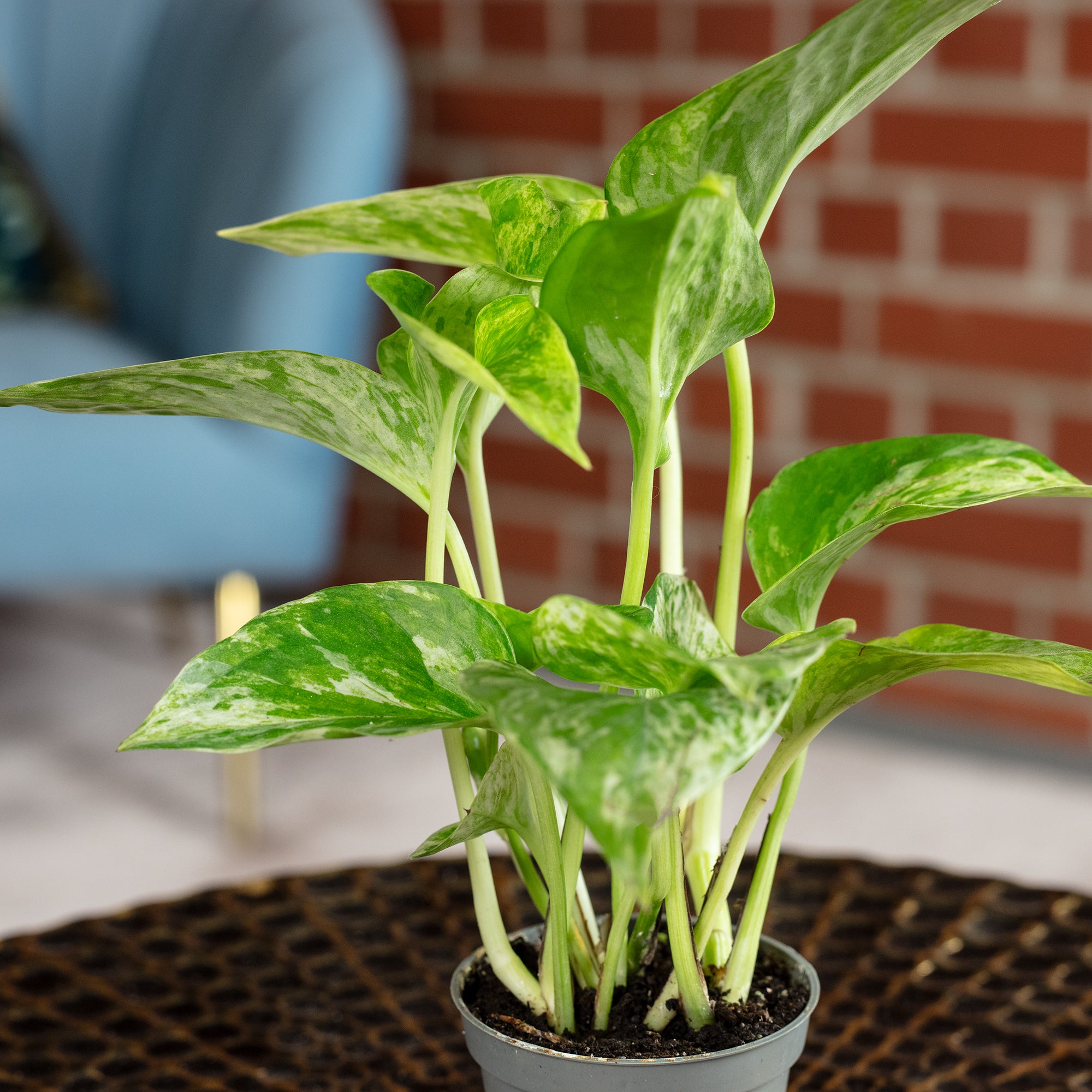 Efeutute - Epipremnum Pinnatum 'Marble Queen' - 15 cm