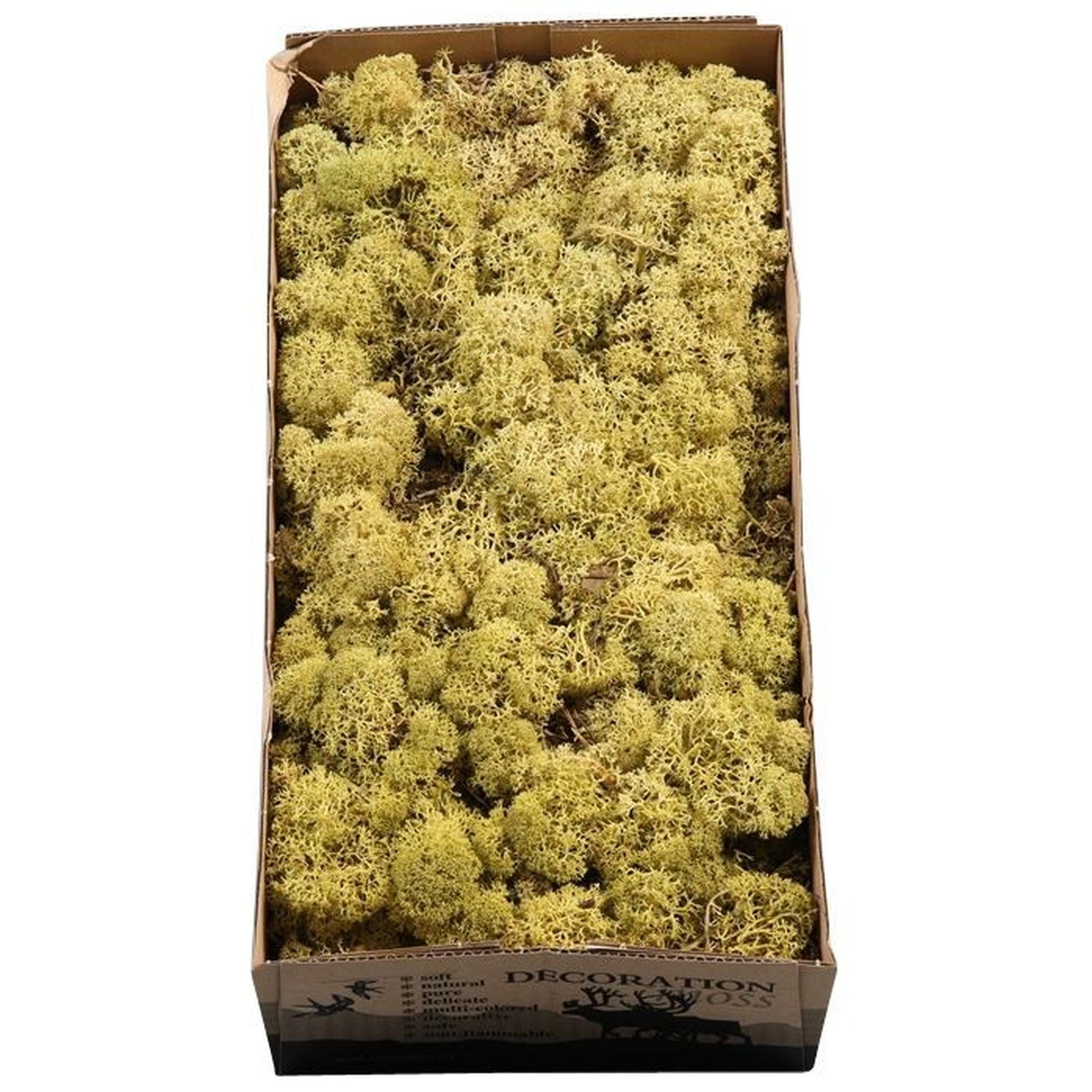 Karton Islandmoos Grün-Gelb 500g