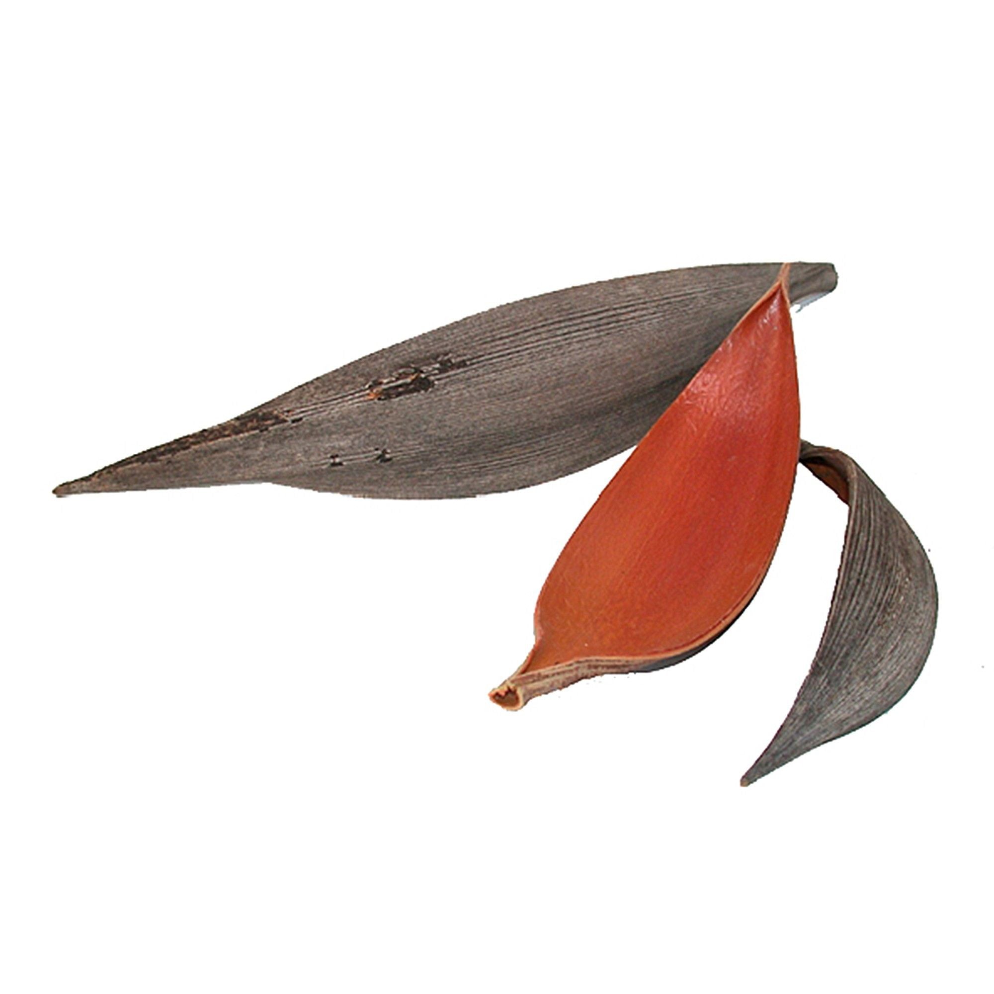 Coquille de noix de coco moyenne - Longueur env. 20-40 cm - 50 pièces - naturelle